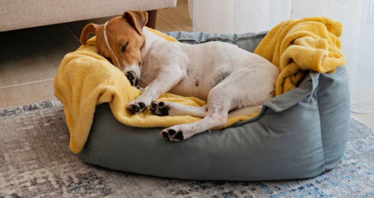 Cómo Elegir la Mejor Cama para Tu Perro: Guía Completa con Consejos de Expertos
