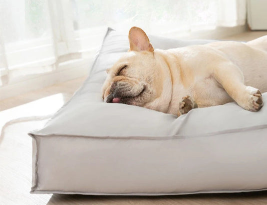 Colchón impermeable y desenfundable, GOLEA, con espuma de alta densidad - Camadog