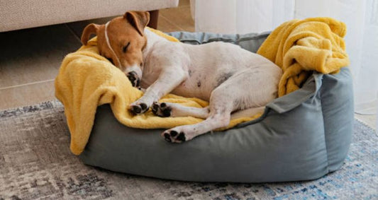 Cómo Elegir la Mejor Cama para Tu Perro: Guía Completa con Consejos de Expertos