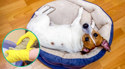 Como limpiar una cama para Perros fácilmente - Camadog.com