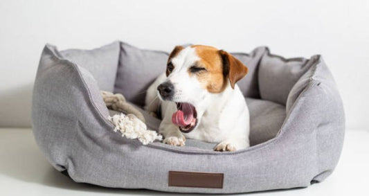 Top 10 Camas para Perros 2025: Comparativa, Opiniones y Dónde Comprar
