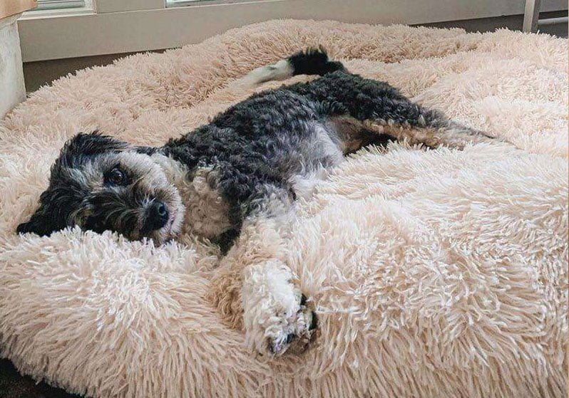 Camas para perros con ansiedad: cómo elegir la adecuada