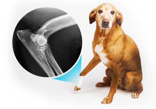 ¿Que cama elegir para tu perro con artritis?, Tenemos la respuesta camas elevadas