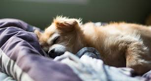¿Cuántas horas duerme un perro al día y cómo afecta su cama al descanso?