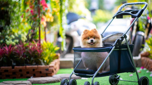 ¿Cuando es necesario un Carrito para Perro?
