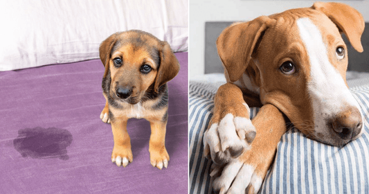 Como evitar que tu perro orine en su cama - Camadog.com